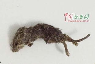 巨型老鼠爆料视频大全,揭秘神秘生物的惊悚真相  第3张